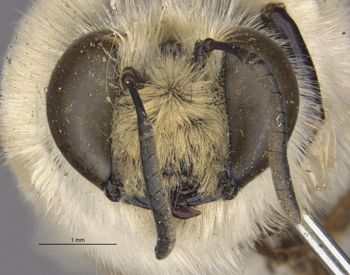 Media type: image;   Entomology 17205 Aspect: head frontal view